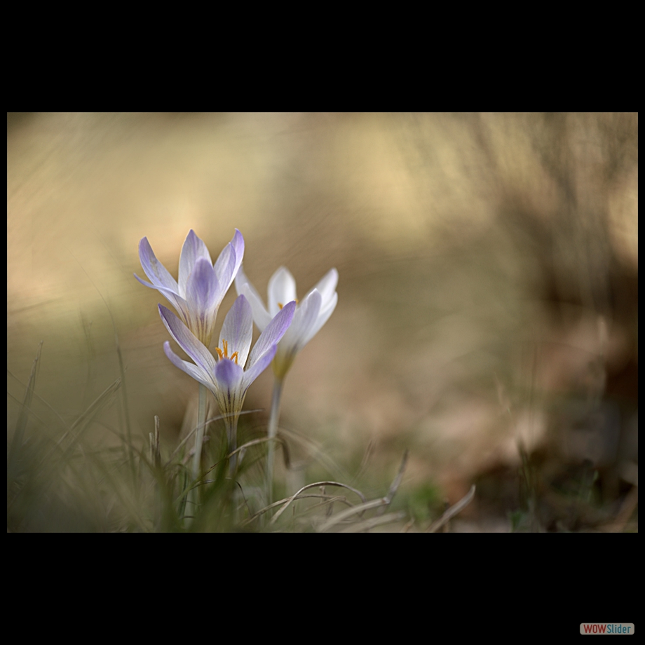 _DSC6072 a