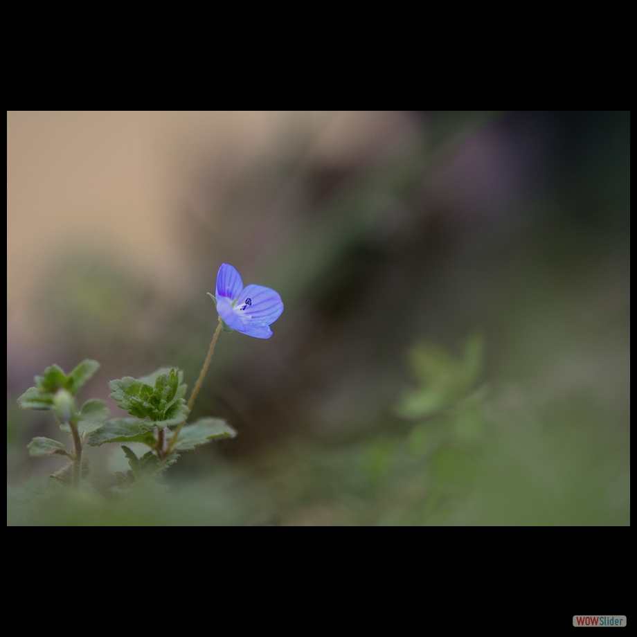 DSC_5474 a