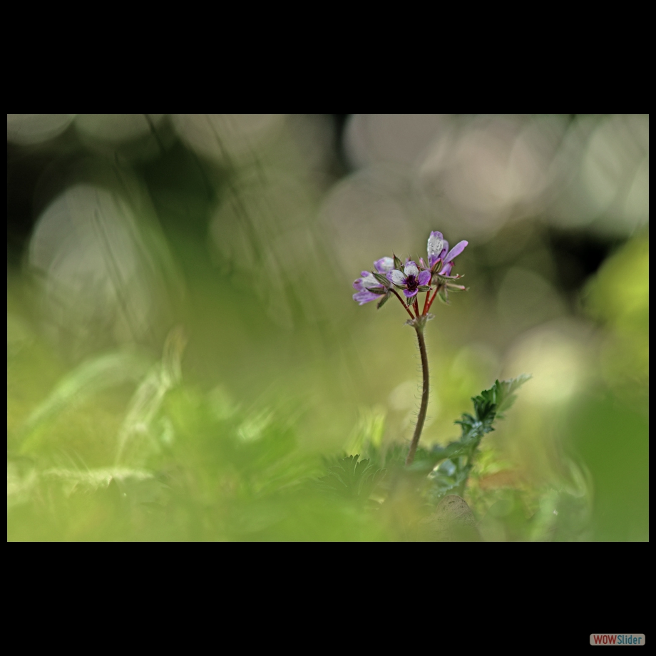 DSC_5971 a