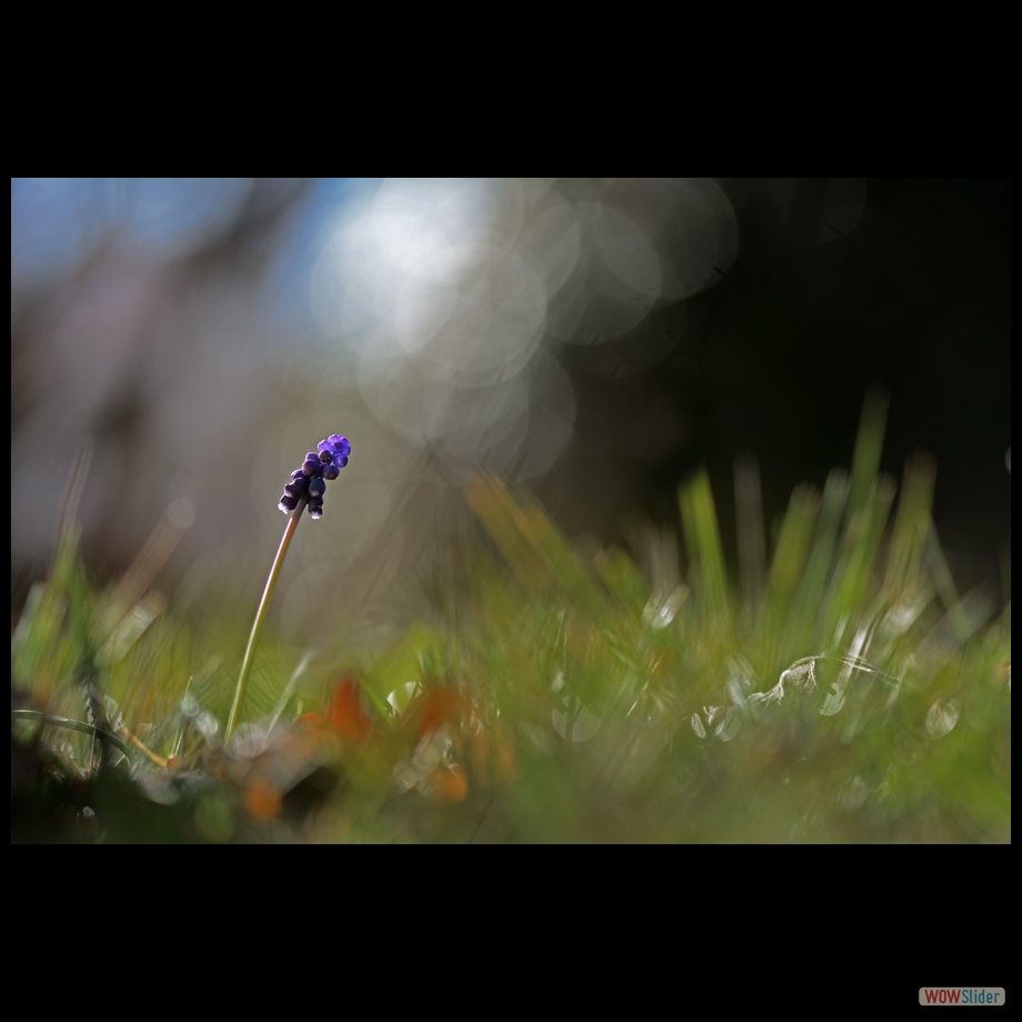 DSC_5983 a