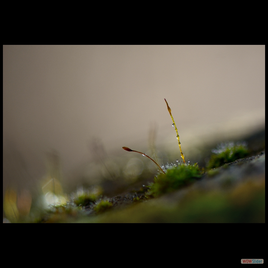 DSC_5990 a a