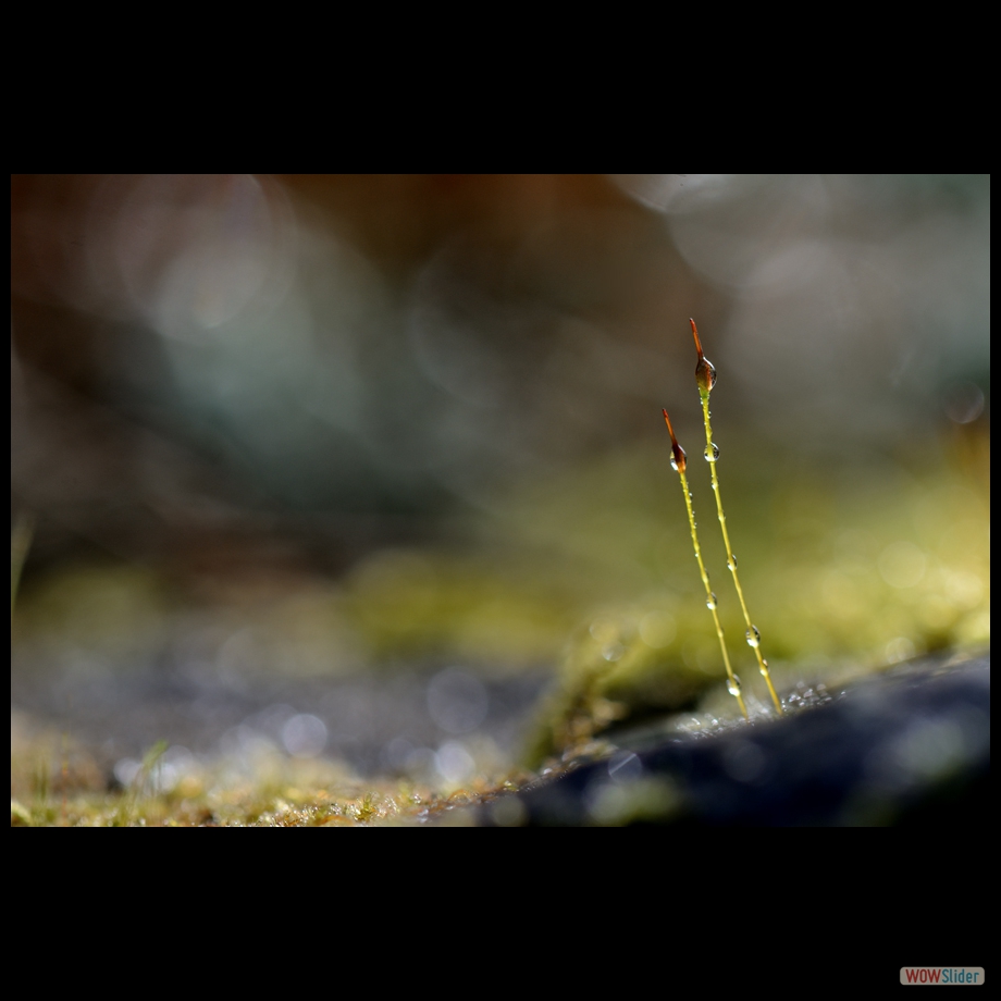 DSC_6073 a