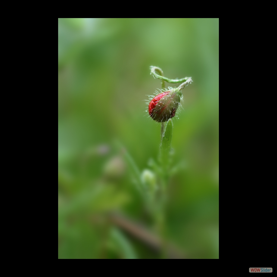 DSC_8640 a