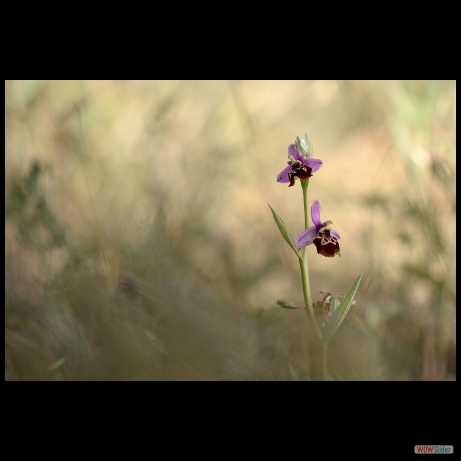 DSC_8910 a a a