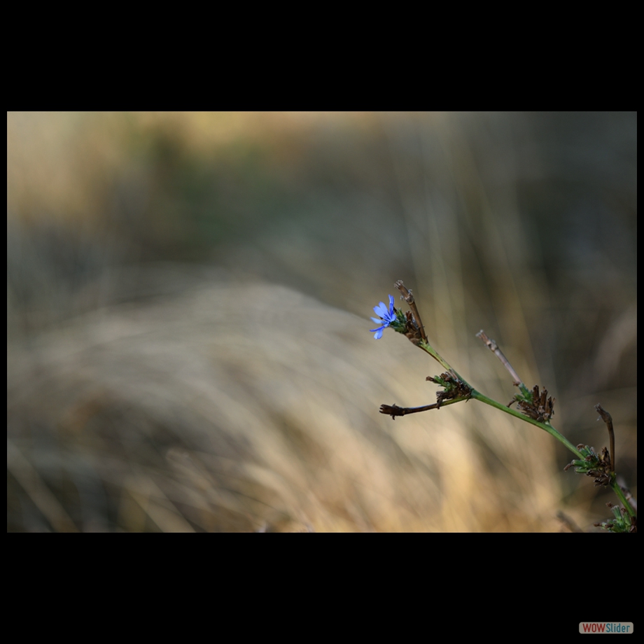 DSC_9579 a