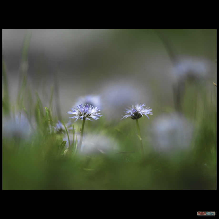 Joba_0050 a