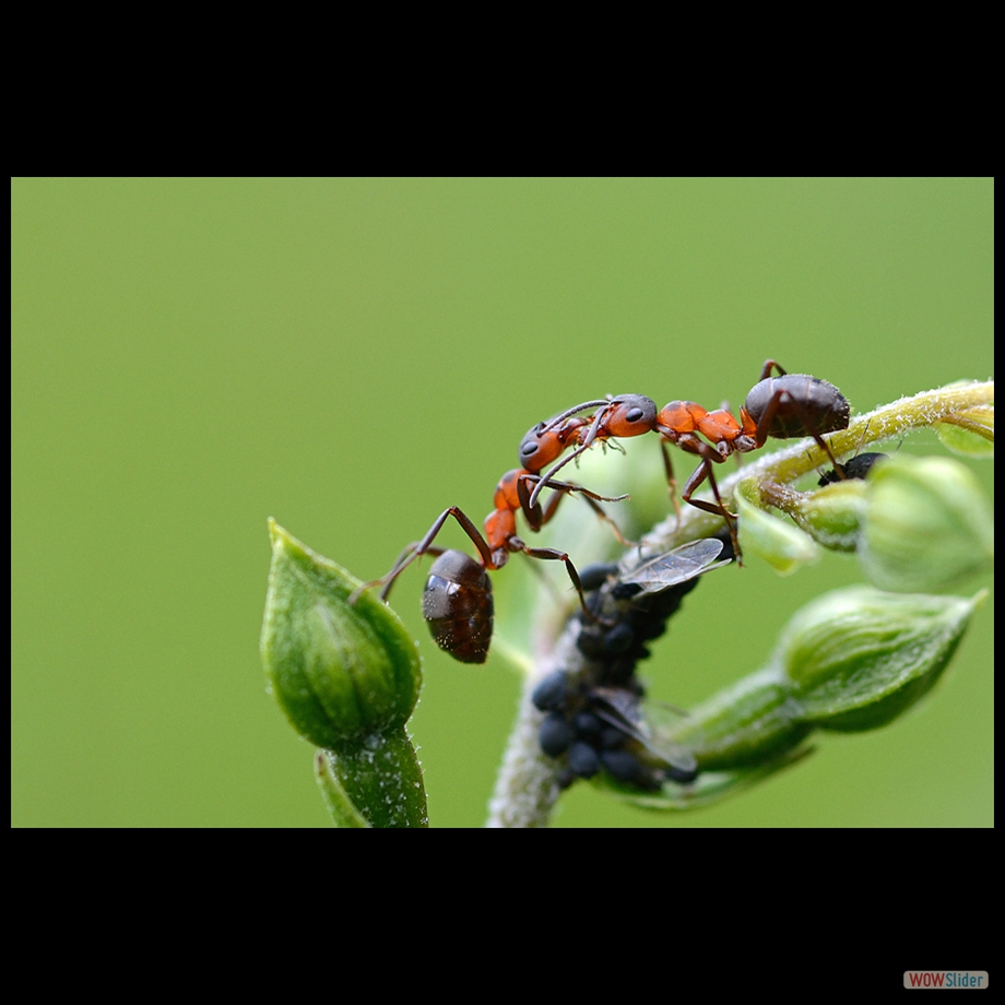 DSC_0606 a a