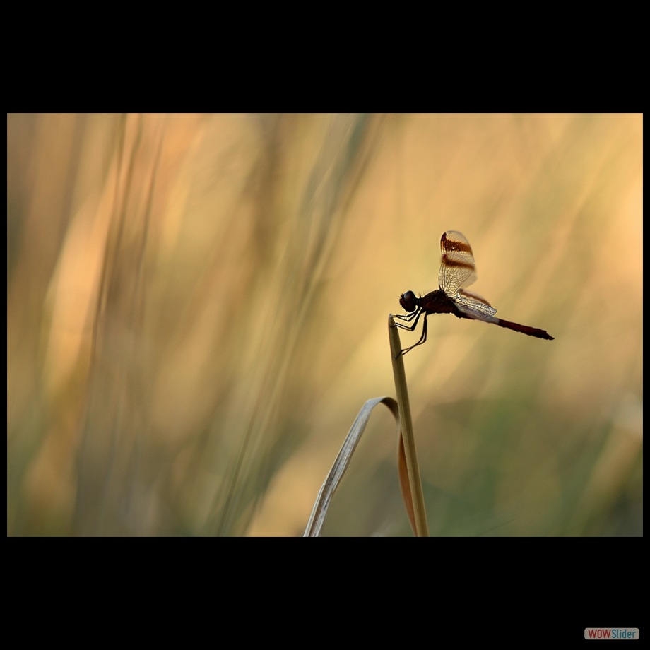 DSC_0103 a a