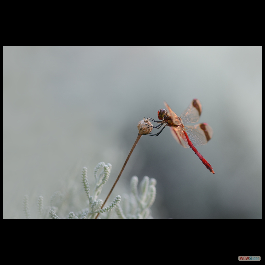 DSC_1847 a a r