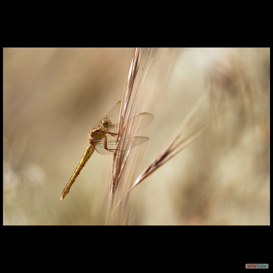 DSC_5884 a