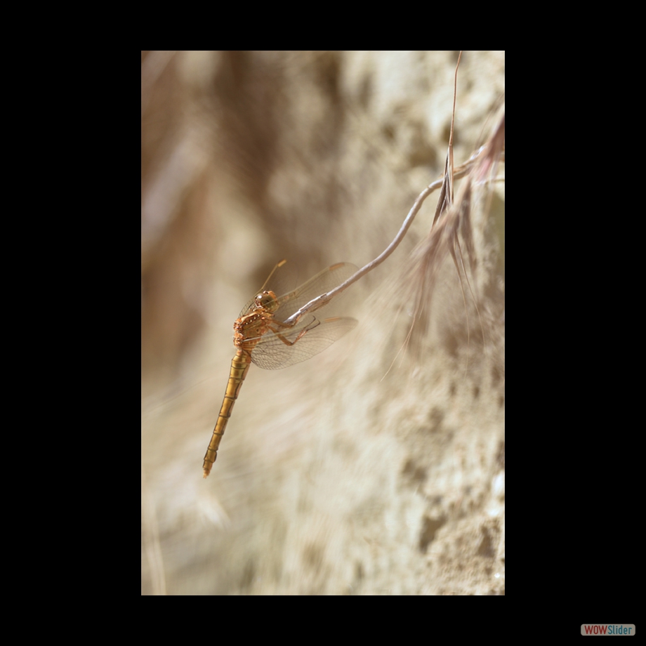 DSC_5886 a