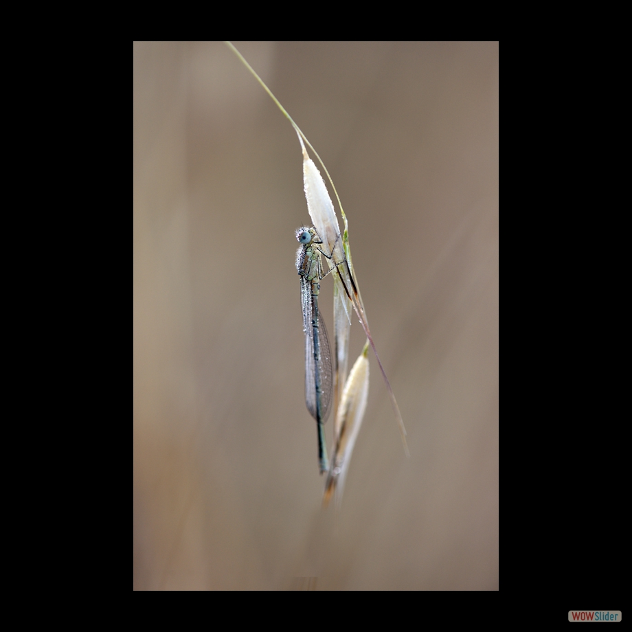 DSC_5989 a