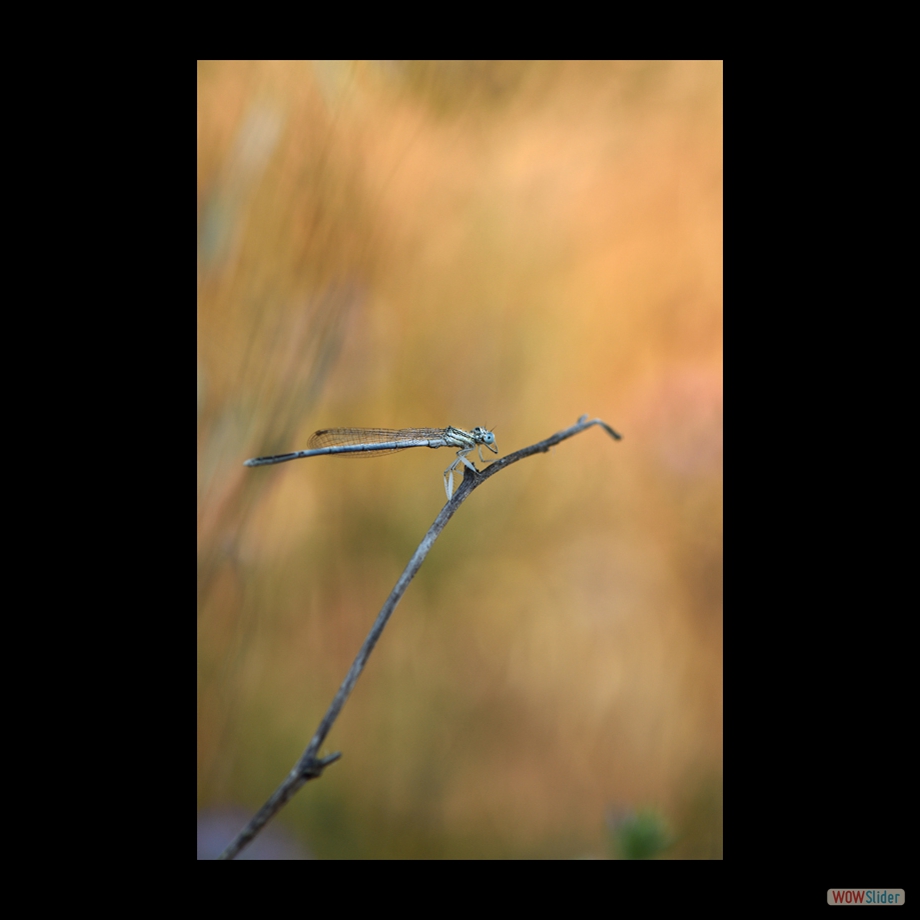 DSC_6004 a