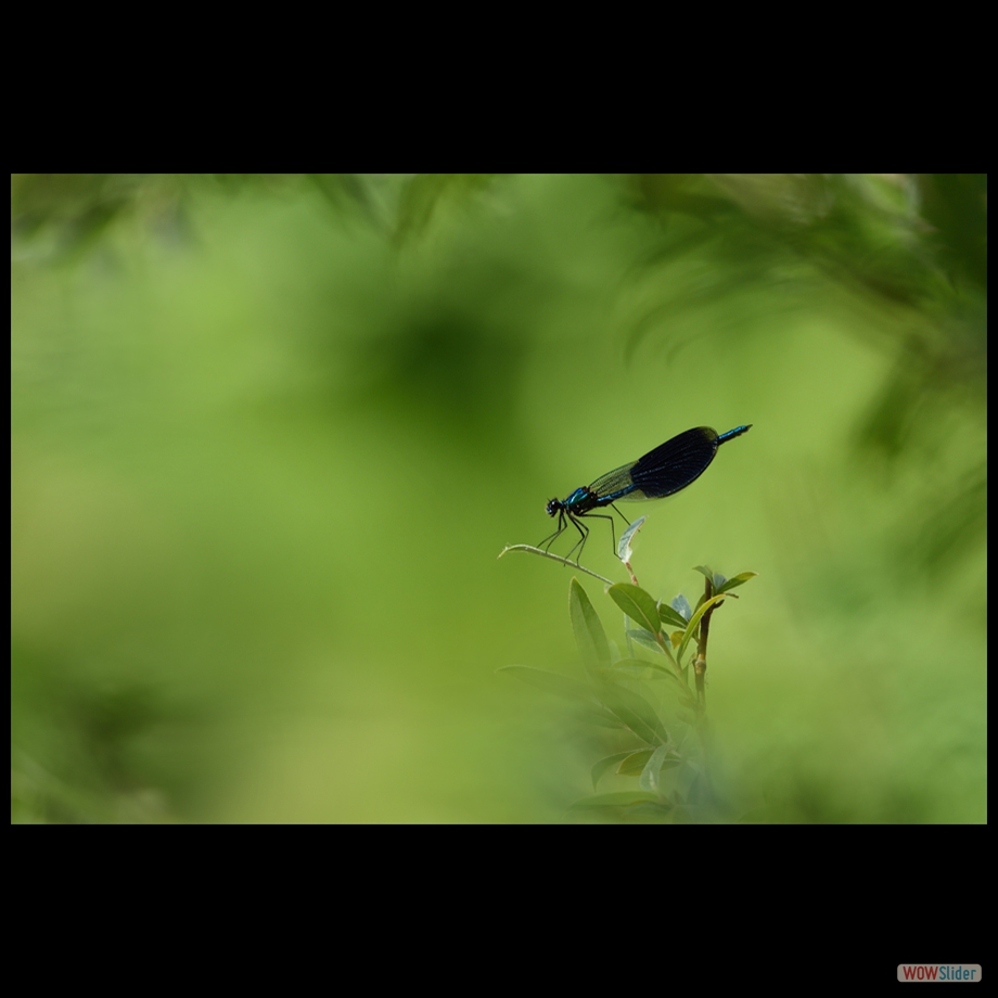 DSC_6122 a a bb