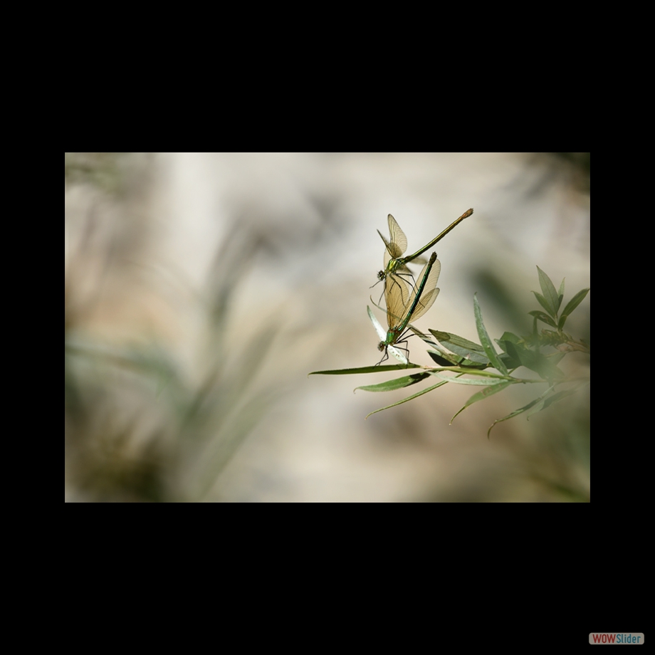 DSC_6217 a a