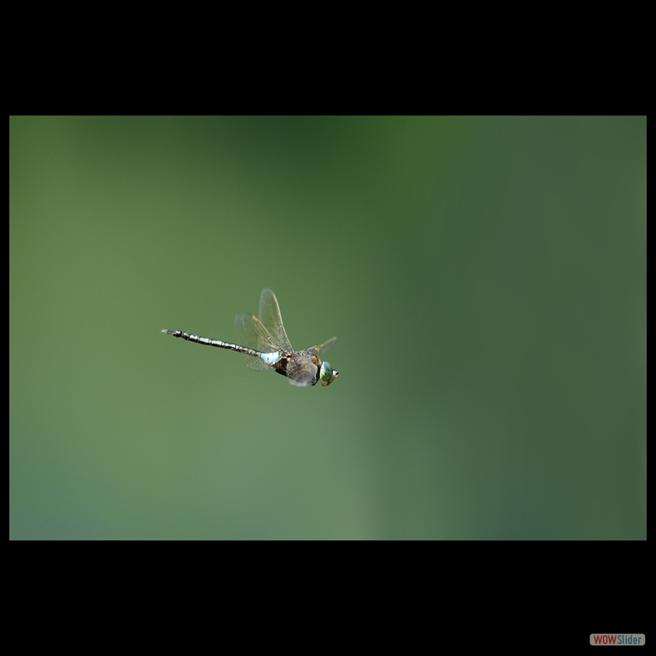 DSC_6419 a