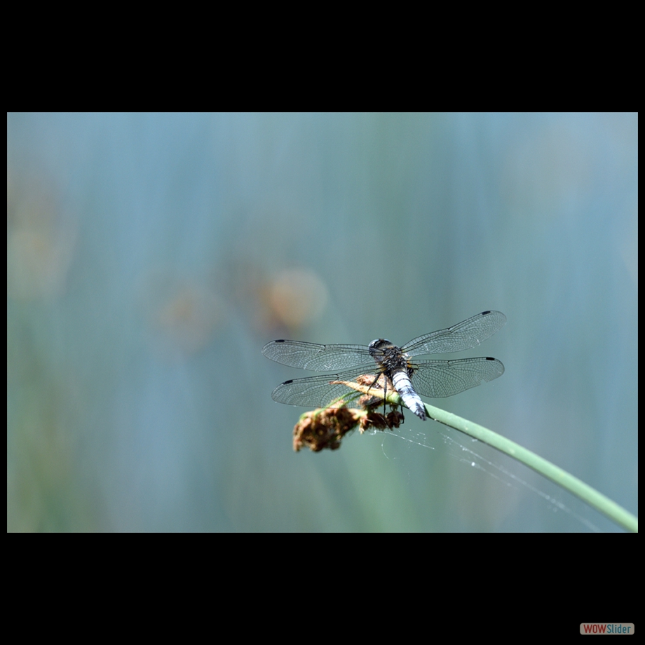 DSC_6426 a