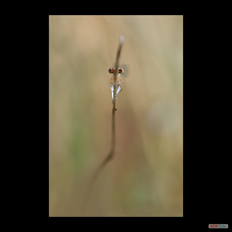 DSC_8231 a a