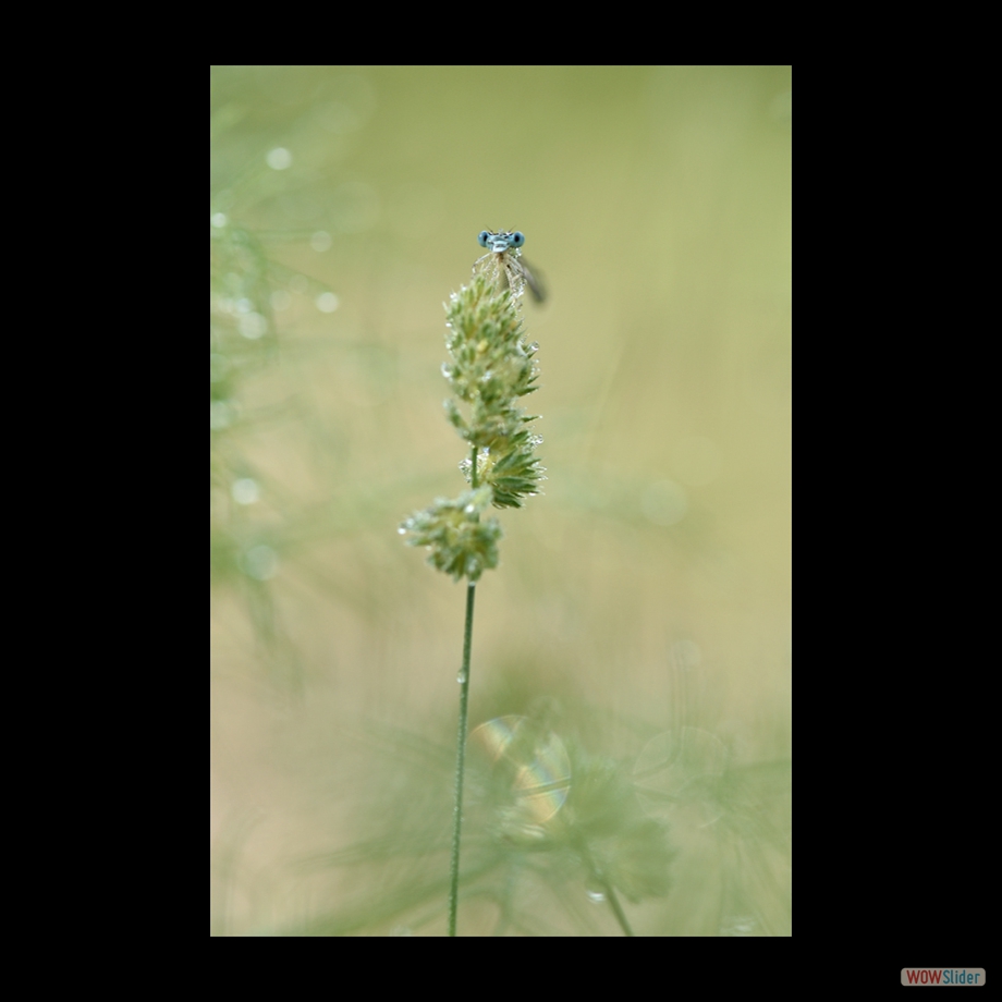 DSC_8248 a a