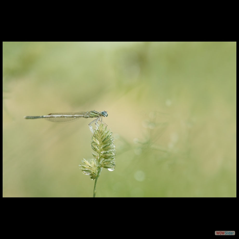 DSC_8255 a a b