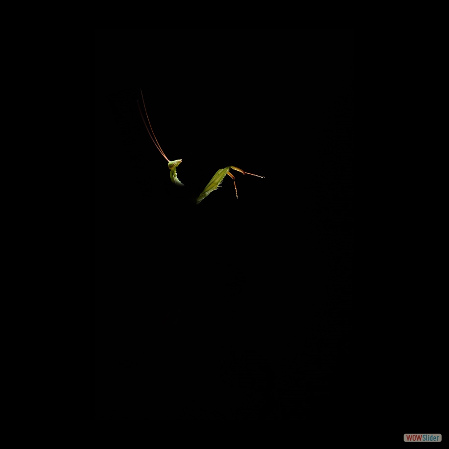 DSC_7603 a