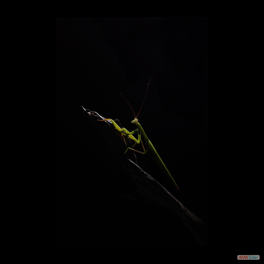 DSC_7684 a a