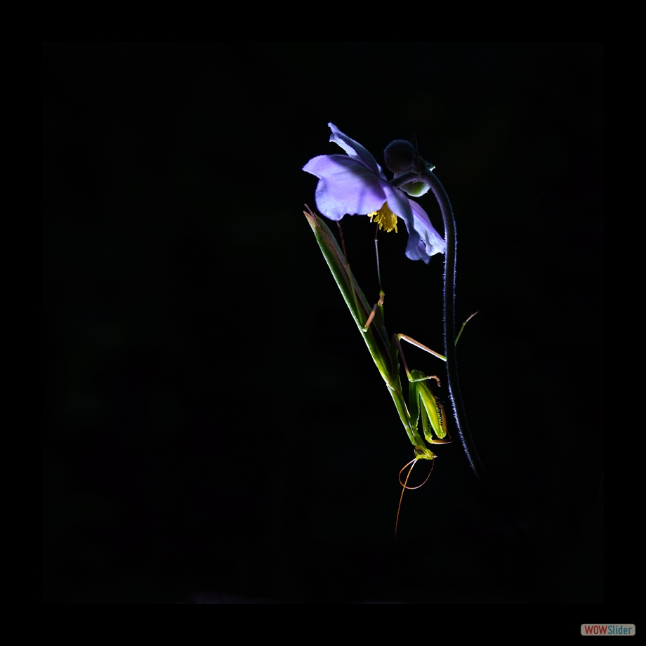DSC_7806 a