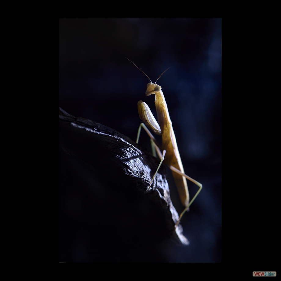 DSC_7835 a