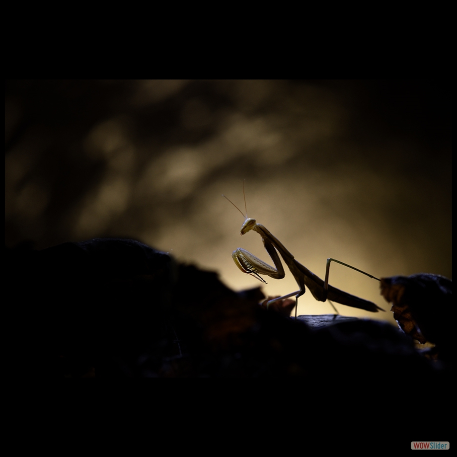 DSC_8065 a