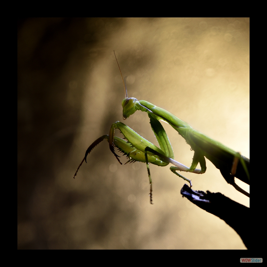 DSC_8206 a a