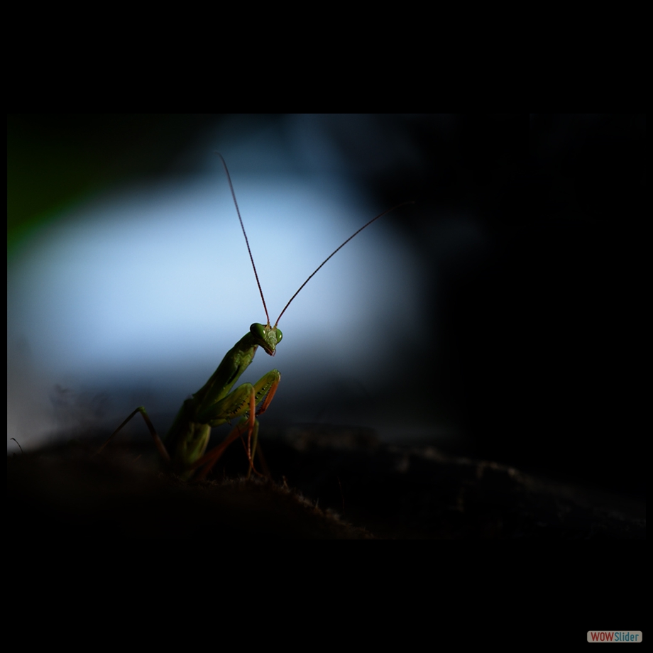 DSC_8599 a