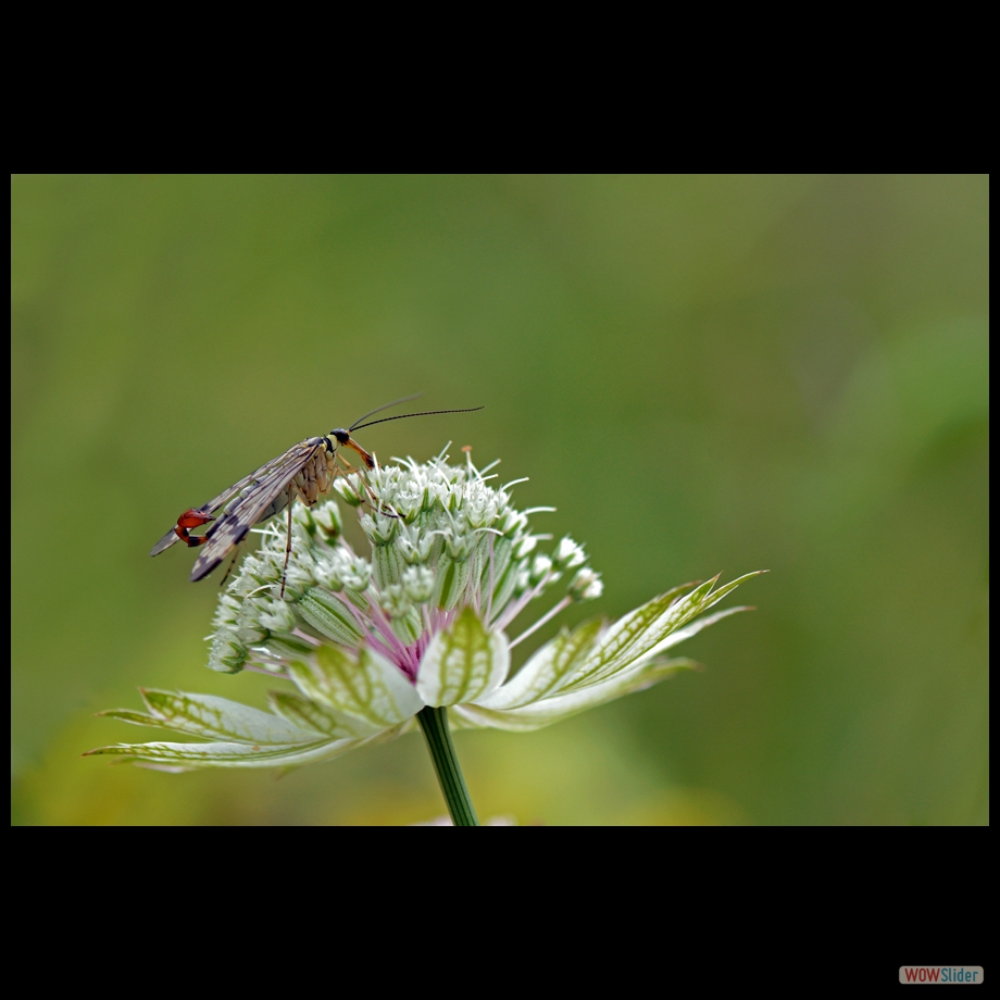 DSC_0219 a