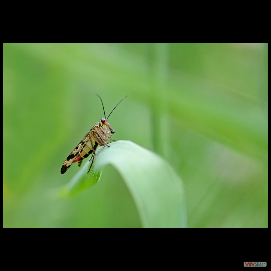 DSC_0587 a