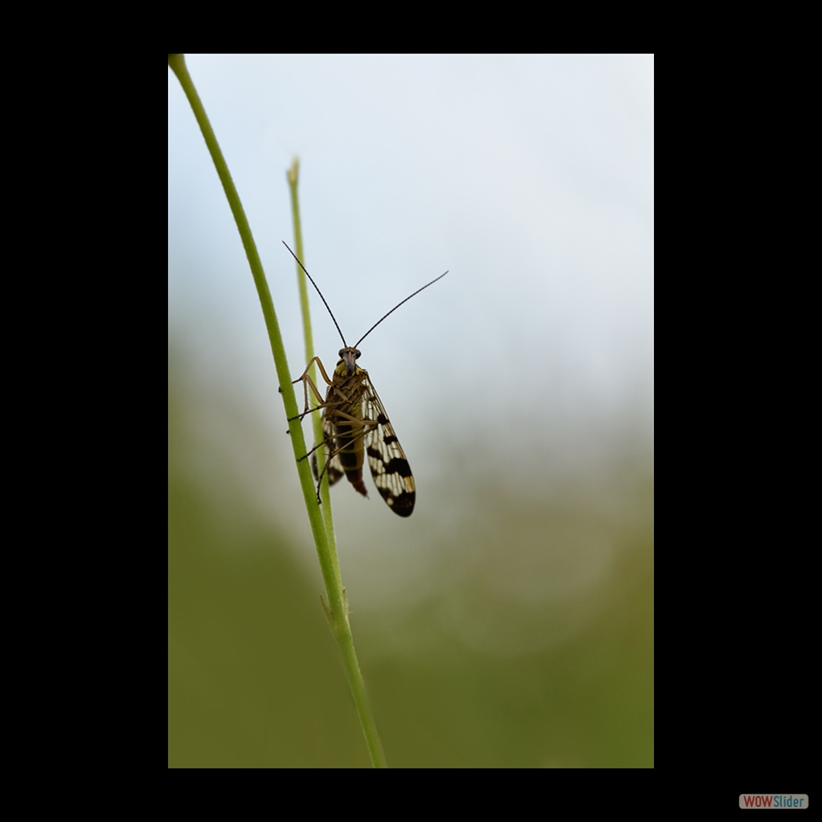 DSC_8833 a a