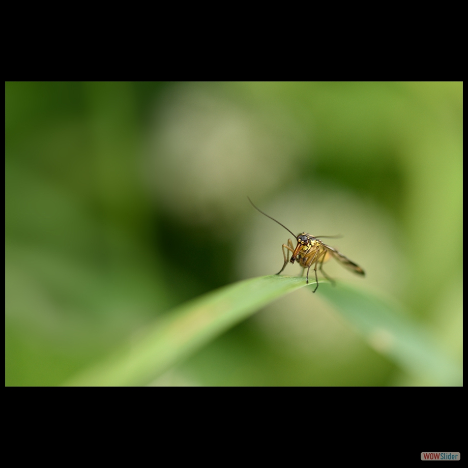 DSC_8843 a