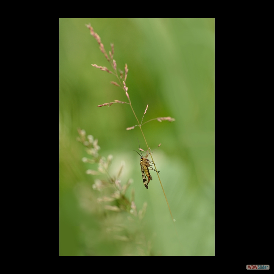 DSC_8849 a
