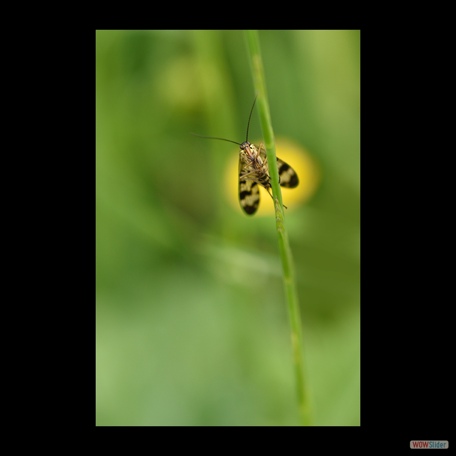 DSC_8851 a