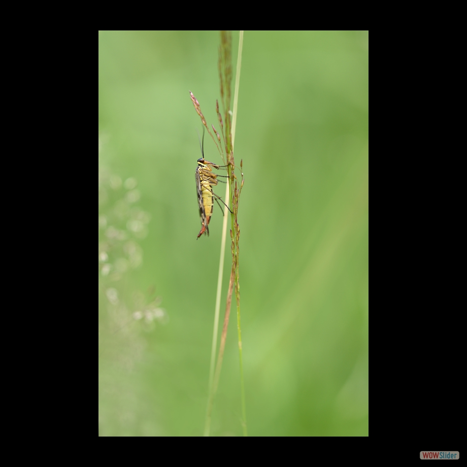 DSC_9130 a