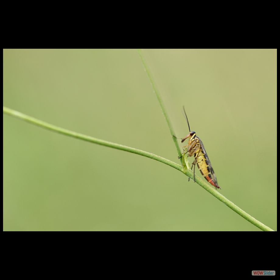 DSC_9135 a