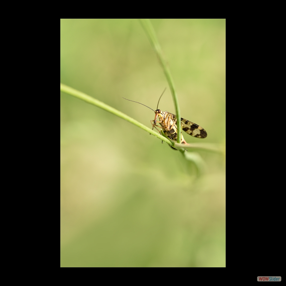 DSC_9136 a