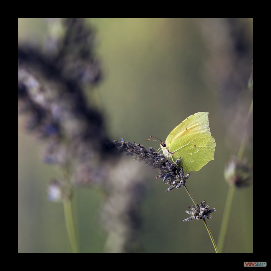 citron jaune4
