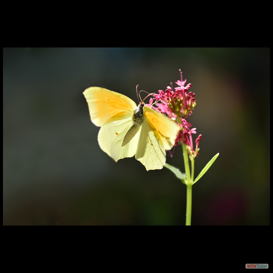 DSC_0690 a