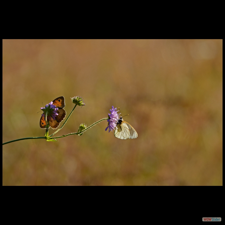 DSC_1402 a b