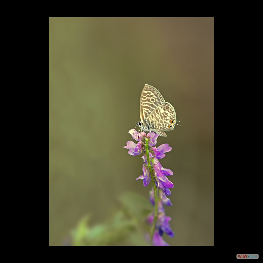 DSC_3002 a b