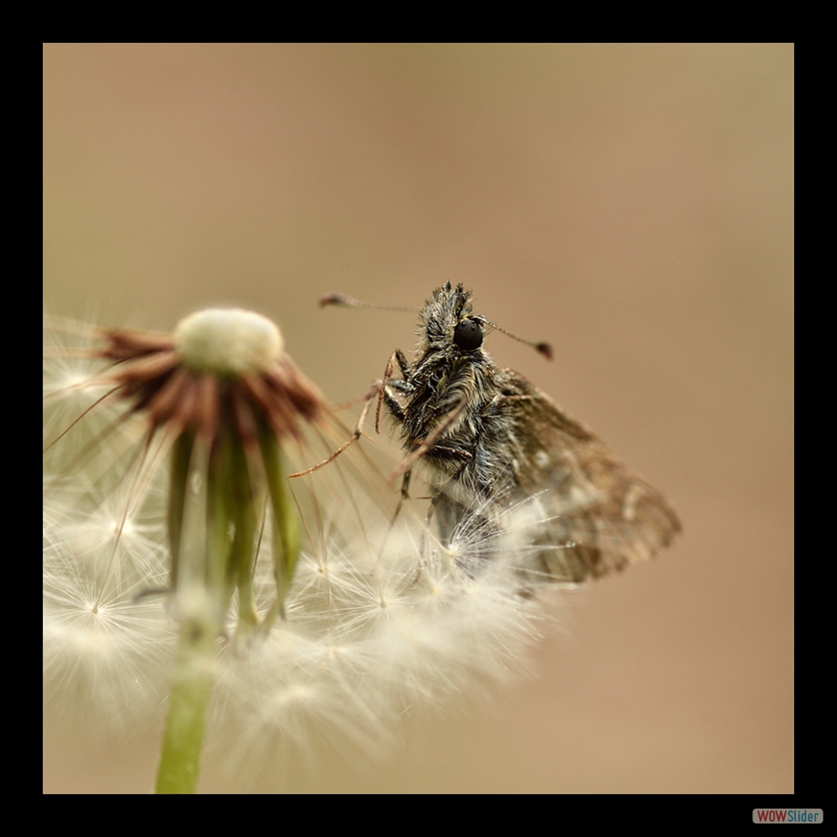 DSC_6753 a