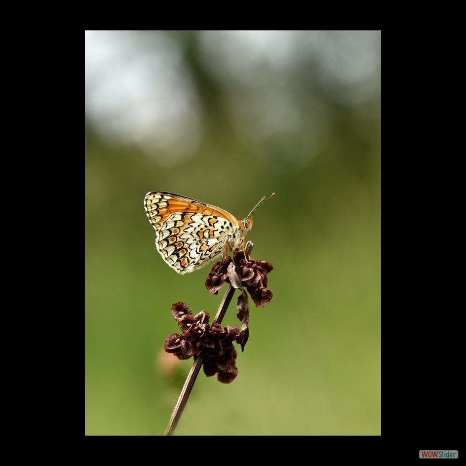 DSC_7490 a