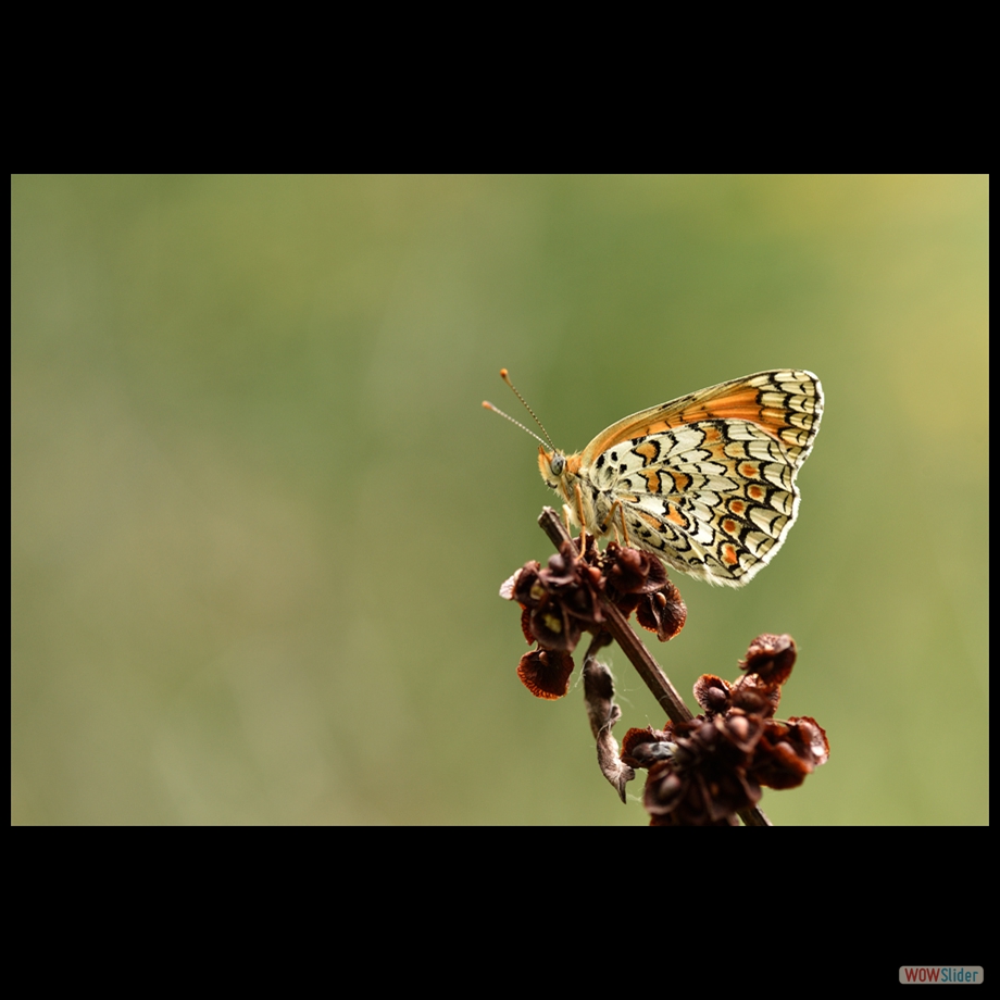 DSC_7495 a