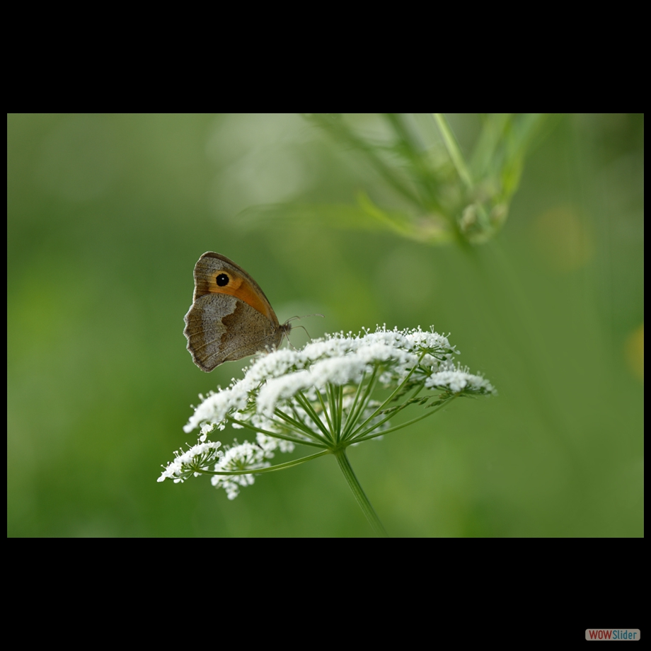 DSC_8745 a