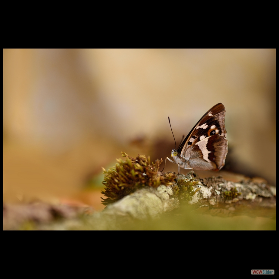 DSC_8818 a a
