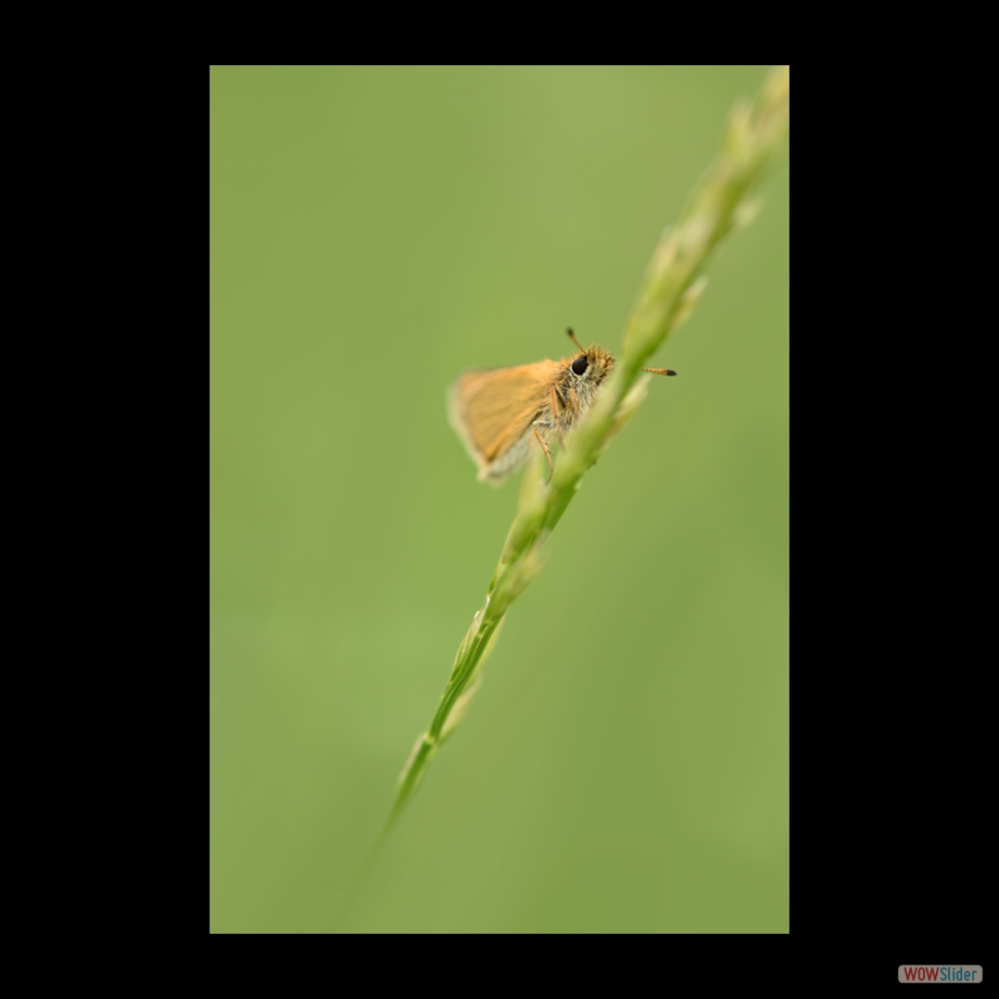 DSC_8868 a a